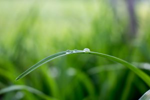 Irrigation Professionals Help With Lawn Health